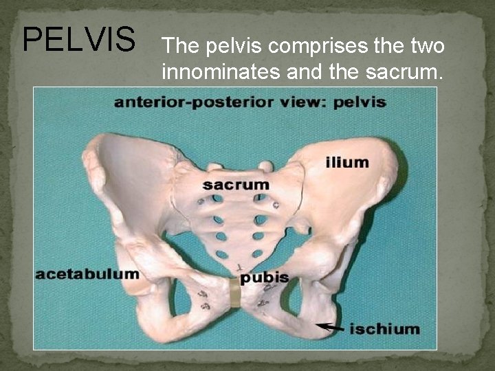 PELVIS The pelvis comprises the two innominates and the sacrum. 