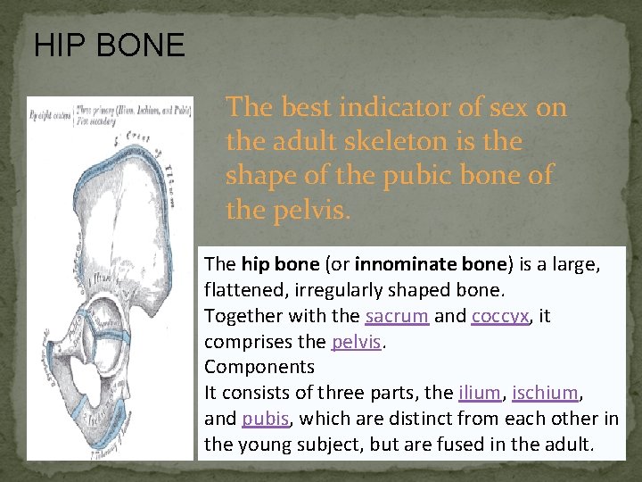 HIP BONE The best indicator of sex on the adult skeleton is the shape
