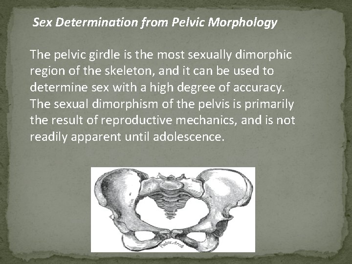 Sex Determination from Pelvic Morphology The pelvic girdle is the most sexually dimorphic region
