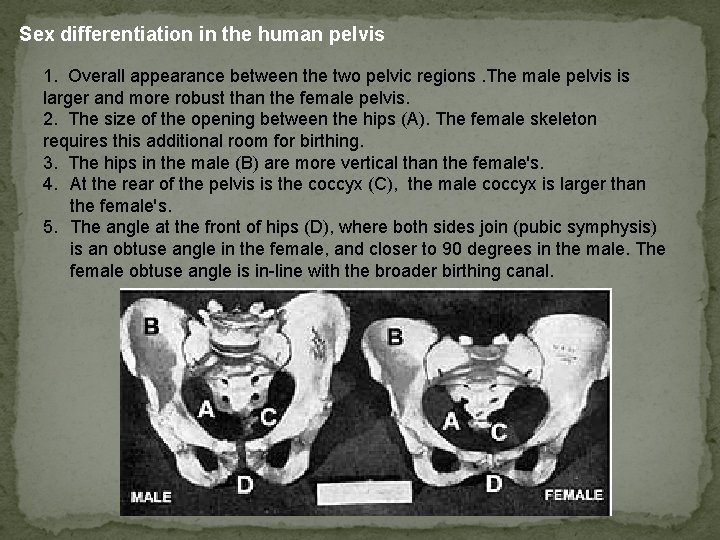 Sex differentiation in the human pelvis 1. Overall appearance between the two pelvic regions.