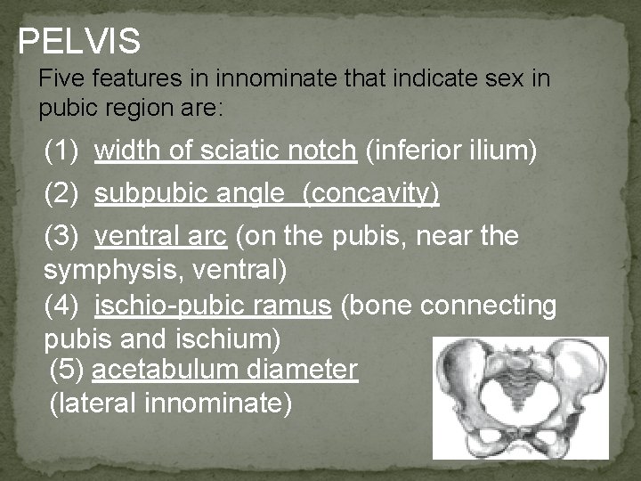 PELVIS Five features in innominate that indicate sex in pubic region are: (1) width