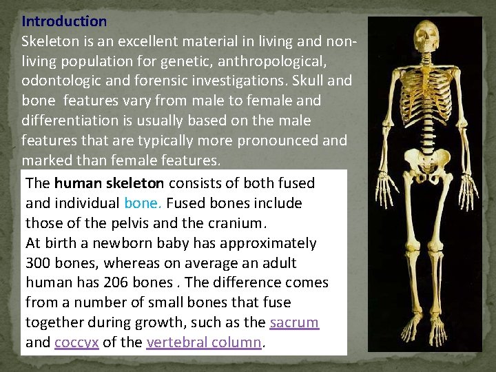 Introduction Skeleton is an excellent material in living and nonliving population for genetic, anthropological,