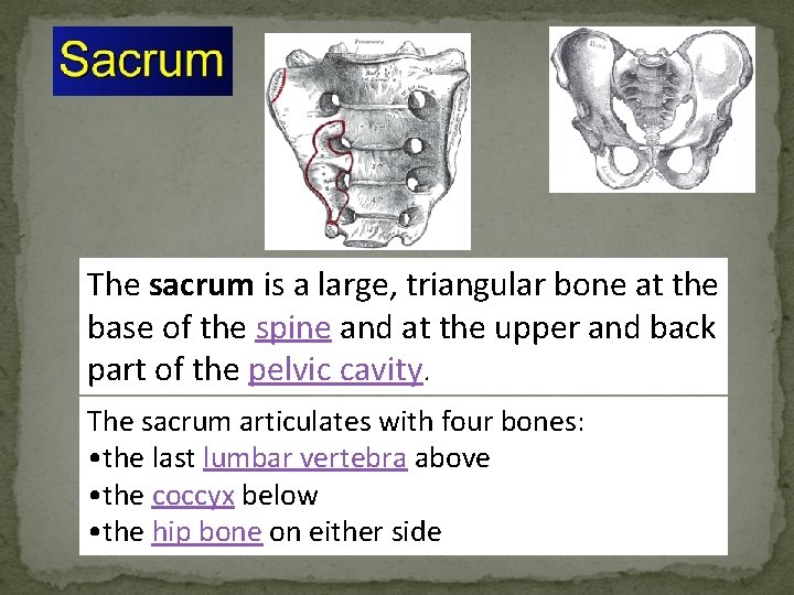 The sacrum is a large, triangular bone at the base of the spine and