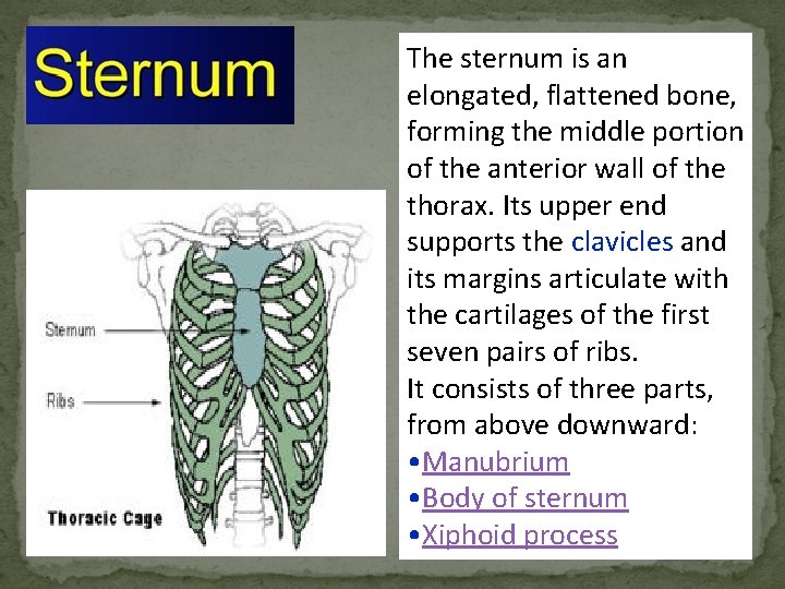 The sternum is an elongated, flattened bone, forming the middle portion of the anterior