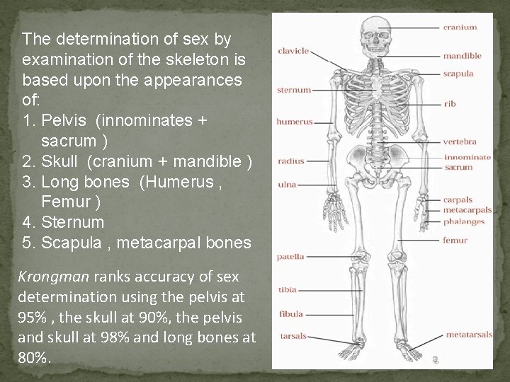 The determination of sex by examination of the skeleton is based upon the appearances