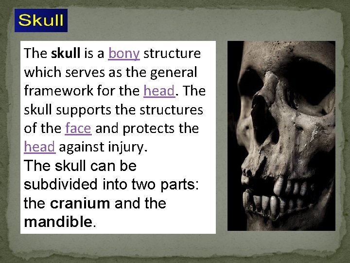 The skull is a bony structure which serves as the general framework for the