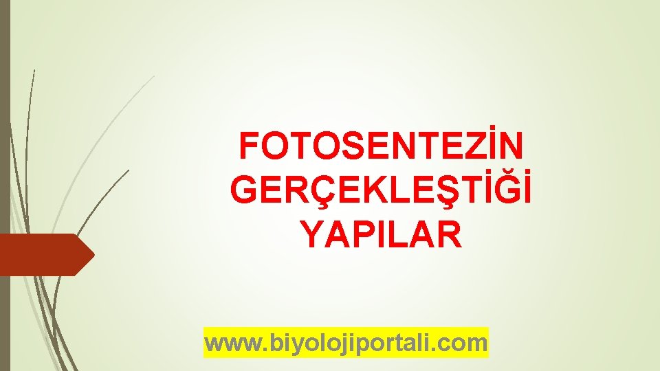 FOTOSENTEZİN GERÇEKLEŞTİĞİ YAPILAR www. biyolojiportali. com 