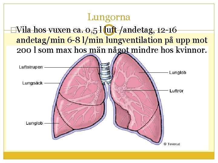 Lungorna �Vila hos vuxen ca. 0, 5 l luft /andetag, 12 -16 andetag/min 6