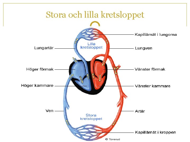 Stora och lilla kretsloppet 