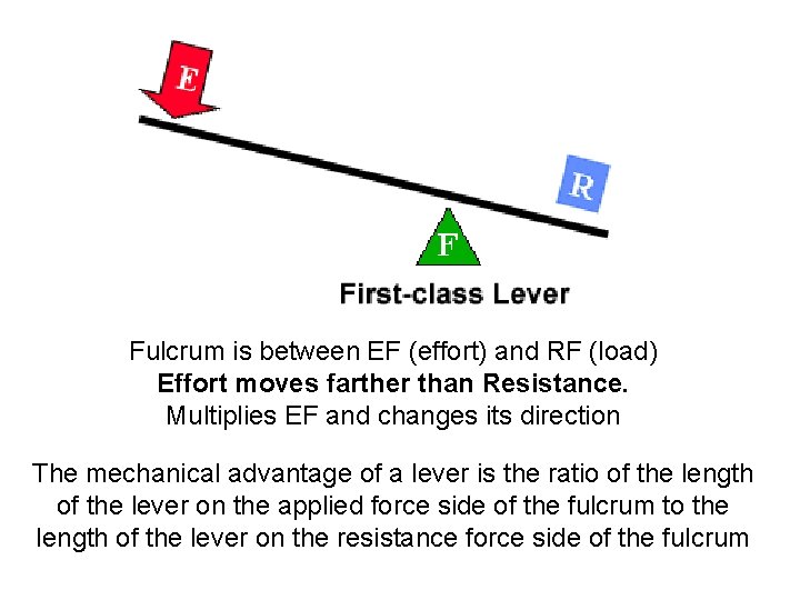 Fulcrum is between EF (effort) and RF (load) Effort moves farther than Resistance. Multiplies