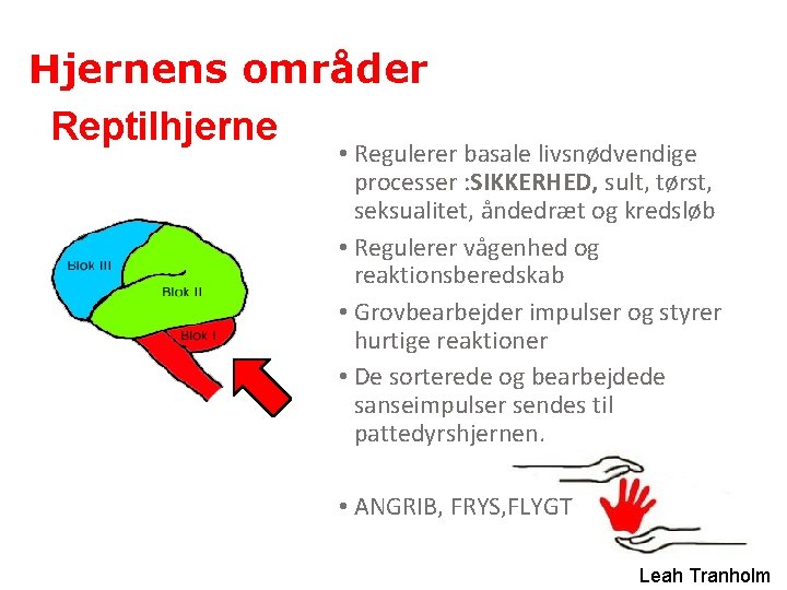 Hjernens områder Reptilhjerne • Regulerer basale livsnødvendige processer : SIKKERHED, sult, tørst, seksualitet, åndedræt Hjernens områder Reptilhjerne • Regulerer basale livsnødvendige processer : SIKKERHED, sult, tørst, seksualitet, åndedræt
