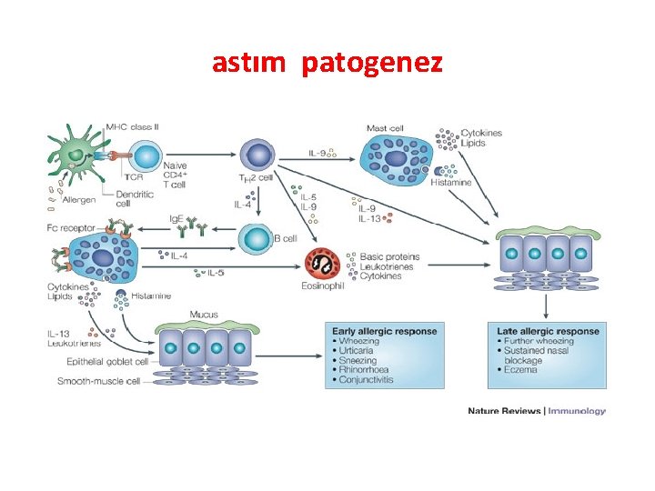 astım patogenez 