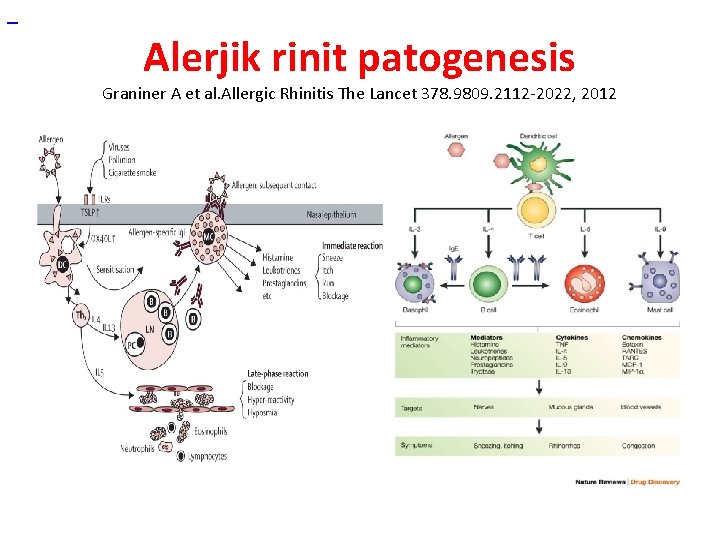  Alerjik rinit patogenesis Graniner A et al. Allergic Rhinitis The Lancet 378. 9809.