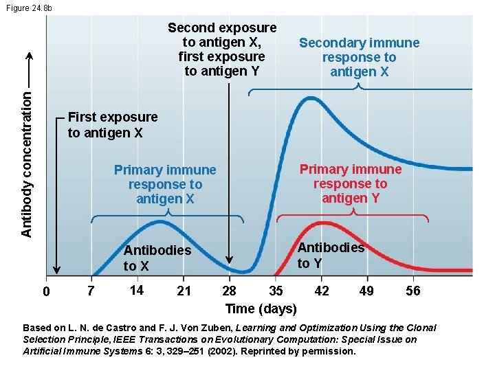 Figure 24. 8 b Second exposure to antigen X, first exposure to antigen Y