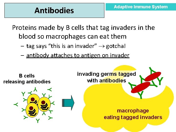 Antibodies Adaptive Immune System Proteins made by B cells that tag invaders in the