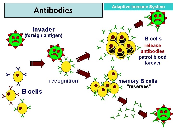 Adaptive Immune System Y release antibodies patrol blood forever Y YY Y Y Y