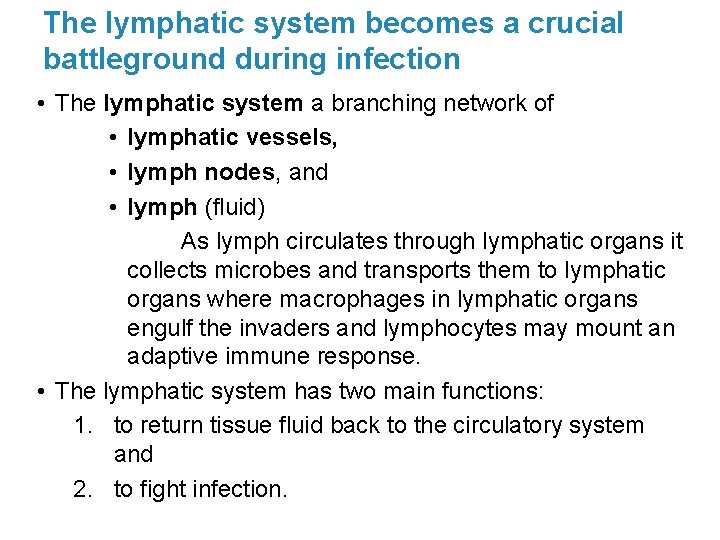 The lymphatic system becomes a crucial battleground during infection • The lymphatic system a