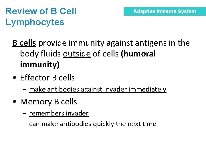 Review of B Cell Lymphocytes Adaptive Immune System B cells provide immunity against antigens