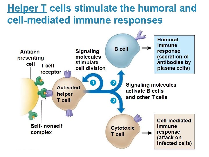 Helper T cells stimulate the humoral and cell-mediated immune responses 