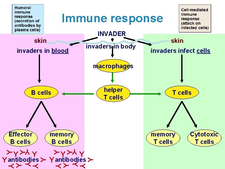 Immune response INVADER skin invaders in body invaders in blood skin invaders infect cells