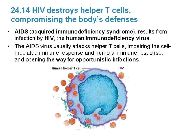 24. 14 HIV destroys helper T cells, compromising the body’s defenses • AIDS (acquired