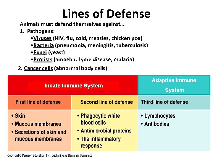 Lines of Defense Animals must defend themselves against… 1. Pathogens: • Viruses (HIV, flu,