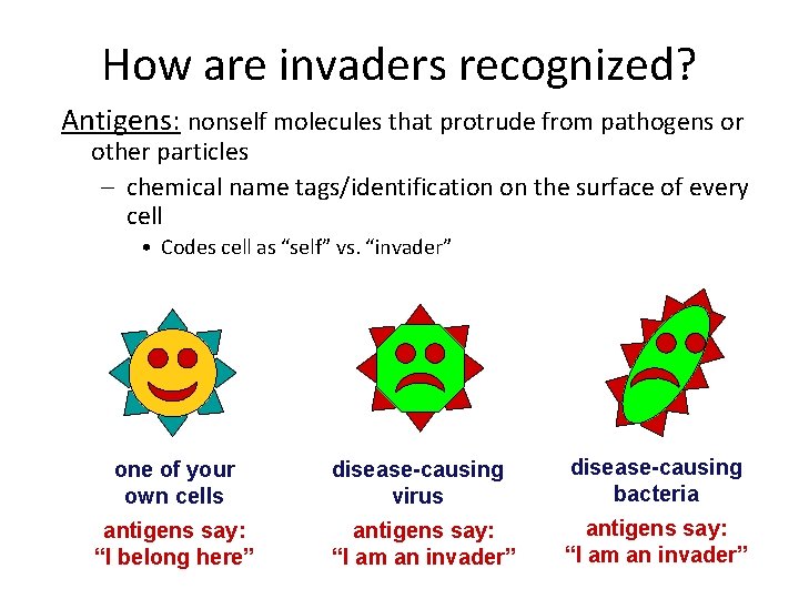 How are invaders recognized? Antigens: nonself molecules that protrude from pathogens or other particles