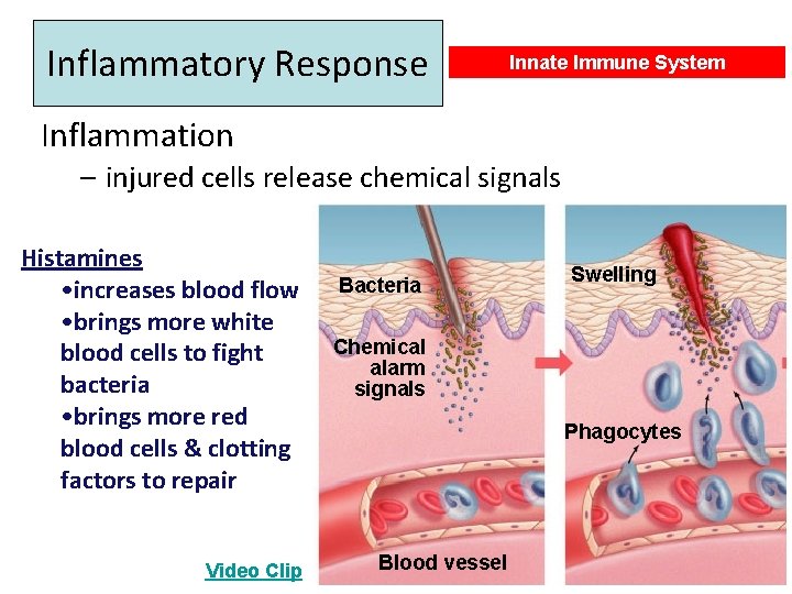 Inflammatory Response Innate Immune System Inflammation – injured cells release chemical signals Histamines •