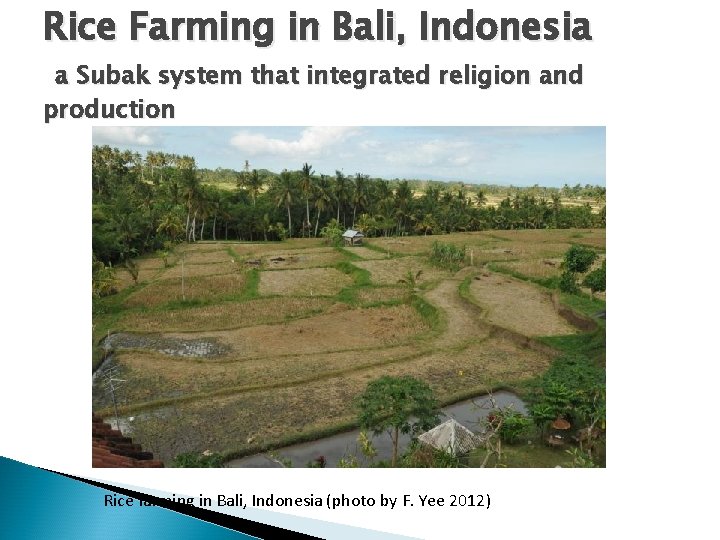 Rice Farming in Bali, Indonesia a Subak system that integrated religion and production Rice