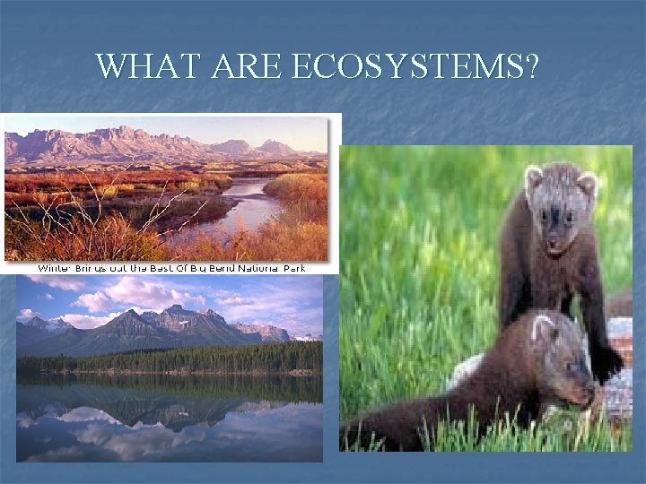 WHAT ARE ECOSYSTEMS? 
