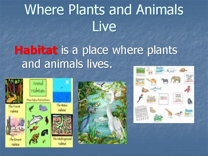 Where Plants and Animals Live Habitat is a place where plants and animals lives.