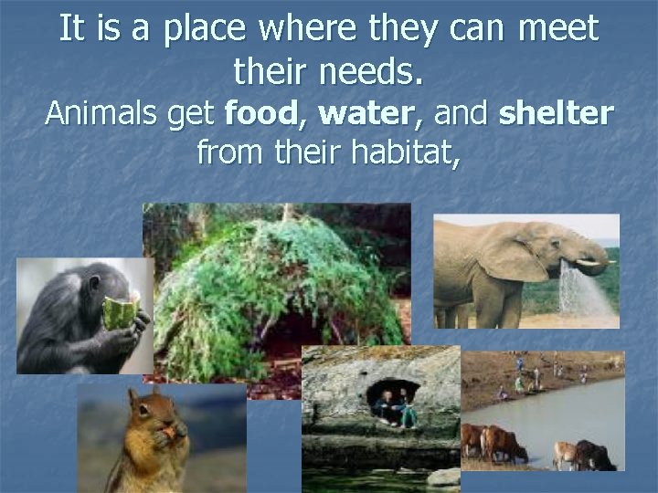 It is a place where they can meet their needs. Animals get food, water,