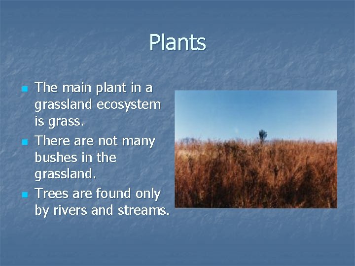 Plants n n n The main plant in a grassland ecosystem is grass. There