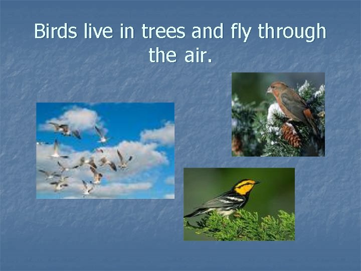 Birds live in trees and fly through the air. 