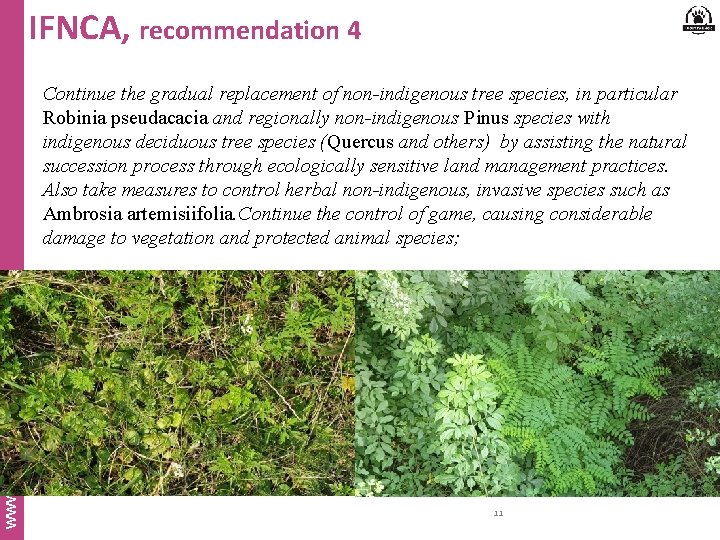 IFNCA, recommendation 4 www. inbo. be Continue the gradual replacement of non-indigenous tree species,