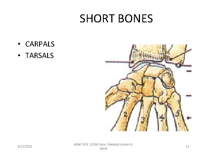 SHORT BONES • CARPALS • TARSALS 3/12/2021 ANAT 603, SCNM Intro. Skeletal System &
