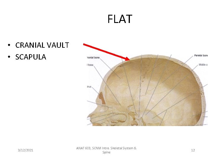 FLAT • CRANIAL VAULT • SCAPULA 3/12/2021 ANAT 603, SCNM Intro. Skeletal System &