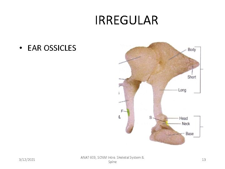 IRREGULAR • EAR OSSICLES 3/12/2021 ANAT 603, SCNM Intro. Skeletal System & Spine 13