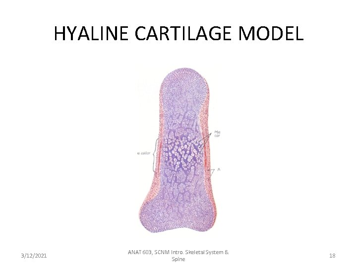 HYALINE CARTILAGE MODEL 3/12/2021 ANAT 603, SCNM Intro. Skeletal System & Spine 18 