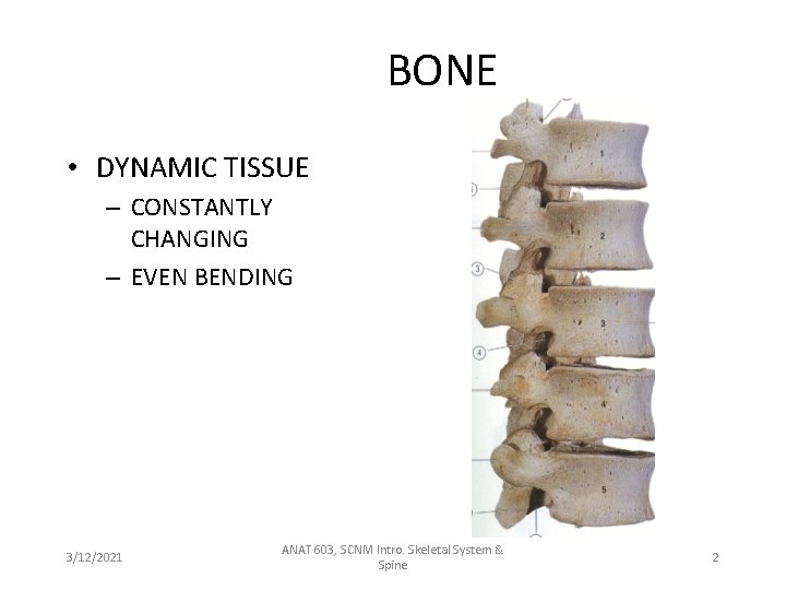 BONE • DYNAMIC TISSUE – CONSTANTLY CHANGING – EVEN BENDING 3/12/2021 ANAT 603, SCNM