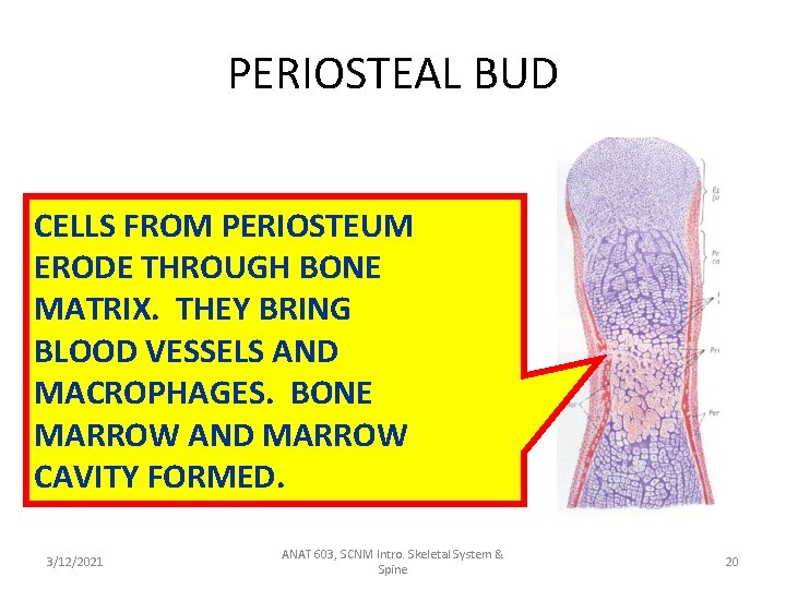 PERIOSTEAL BUD CELLS FROM PERIOSTEUM ERODE THROUGH BONE MATRIX. THEY BRING BLOOD VESSELS AND
