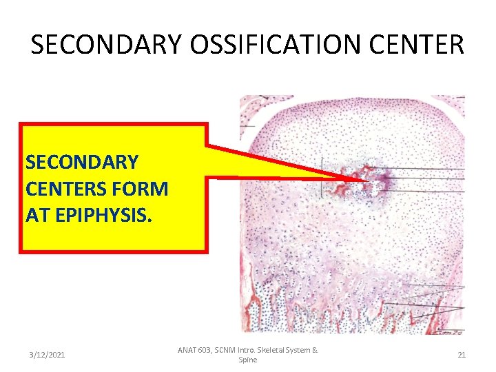 SECONDARY OSSIFICATION CENTER SECONDARY CENTERS FORM AT EPIPHYSIS. 3/12/2021 ANAT 603, SCNM Intro. Skeletal