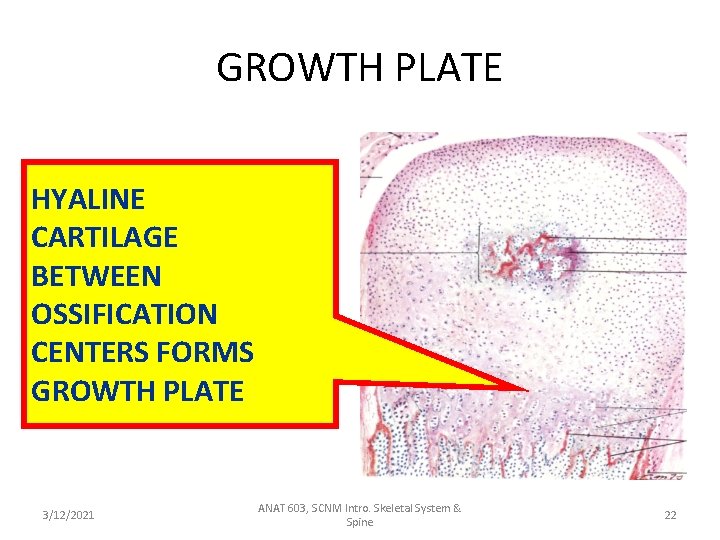 GROWTH PLATE HYALINE CARTILAGE BETWEEN OSSIFICATION CENTERS FORMS GROWTH PLATE 3/12/2021 ANAT 603, SCNM