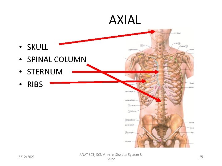 AXIAL • • SKULL SPINAL COLUMN STERNUM RIBS 3/12/2021 ANAT 603, SCNM Intro. Skeletal