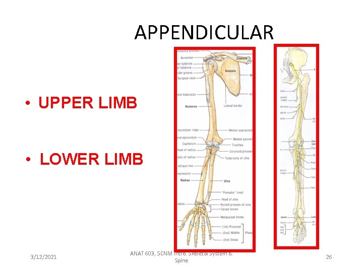APPENDICULAR • UPPER LIMB • LOWER LIMB 3/12/2021 ANAT 603, SCNM Intro. Skeletal System