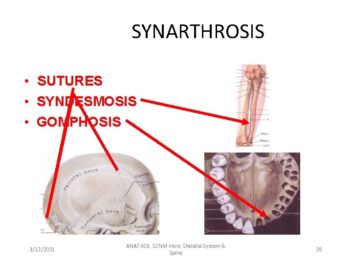 SYNARTHROSIS • SUTURES • SYNDESMOSIS • GOMPHOSIS 3/12/2021 ANAT 603, SCNM Intro. Skeletal System