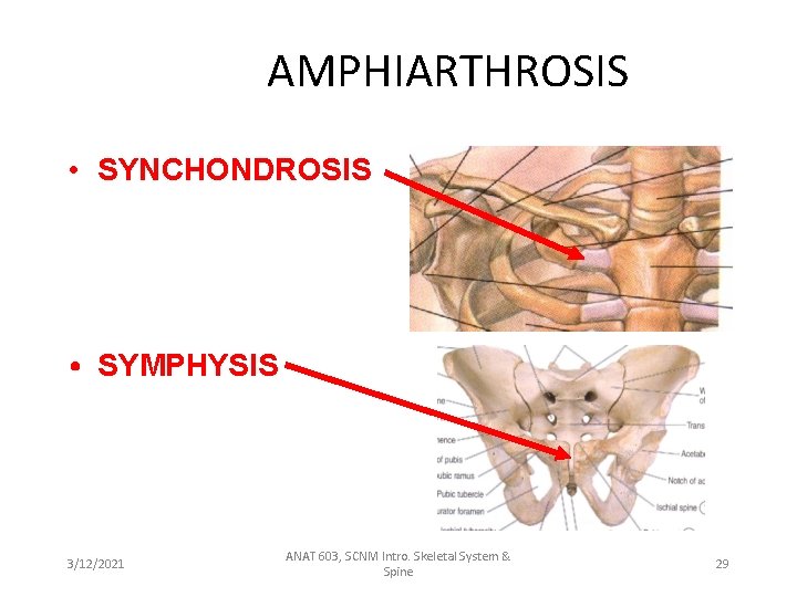 AMPHIARTHROSIS • SYNCHONDROSIS • SYMPHYSIS 3/12/2021 ANAT 603, SCNM Intro. Skeletal System & Spine