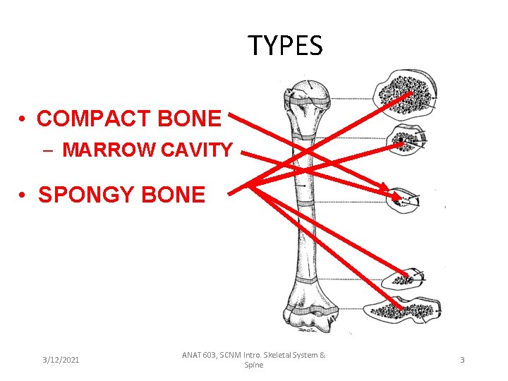 TYPES • COMPACT BONE – MARROW CAVITY • SPONGY BONE 3/12/2021 ANAT 603, SCNM