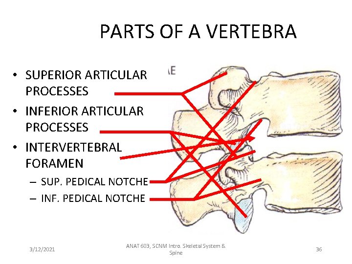 PARTS OF A VERTEBRA • SUPERIOR ARTICULAR PROCESSES • INFERIOR ARTICULAR PROCESSES • INTERVERTEBRAL