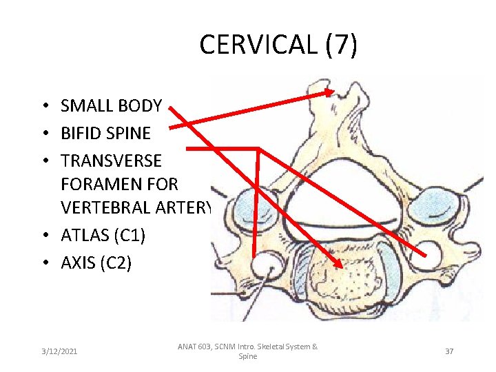 CERVICAL (7) • SMALL BODY • BIFID SPINE • TRANSVERSE FORAMEN FOR VERTEBRAL ARTERY
